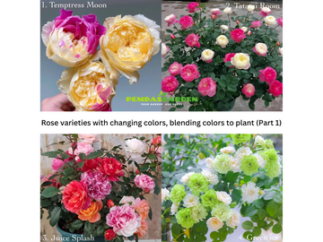Rose varieties with changing colors, blending colors to plant (Part 1)